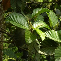 Artocarpus nobilis Thwaites